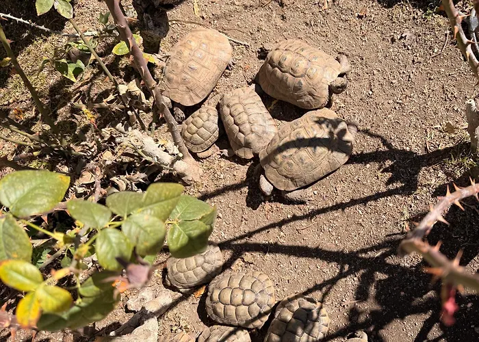 Casaba - Boutique - 4* トレ・デル・マール